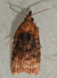 Black-shaded Platynota